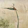 Strelitzia